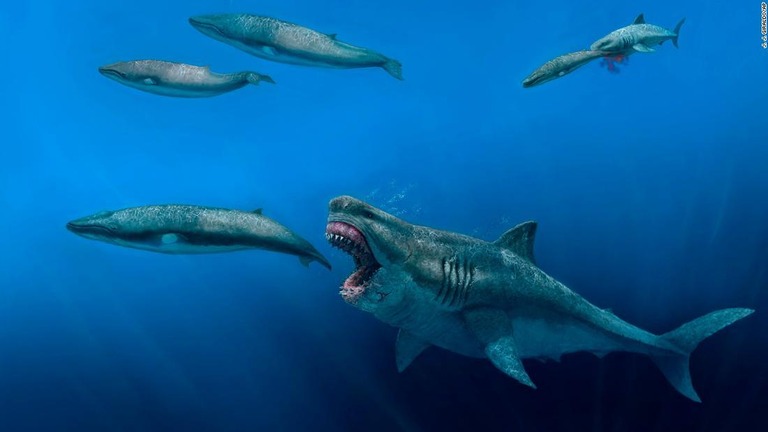 クジラの仲間に襲い掛かる体長約１６メートルのメガロドンを描いたイラスト/J. J. Giraldo/AP
