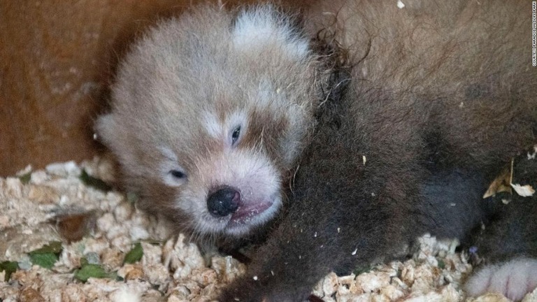 英国の動物園で絶滅危惧種に指定されたレッサーパンダの赤ちゃんが誕生した/Courtesy Paradise Wildlife Park