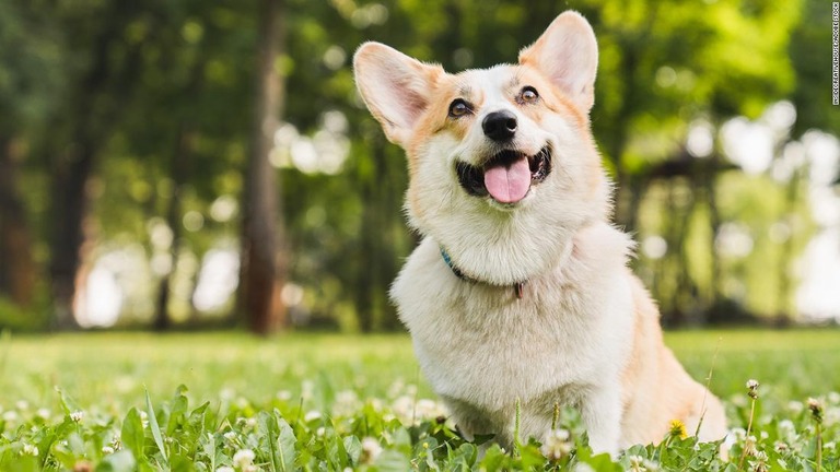 飼い主との再会で犬の目に「うれし涙」が浮かぶ可能性があるとの研究が発表された/InsideCreativeHouse/Adobe Stock