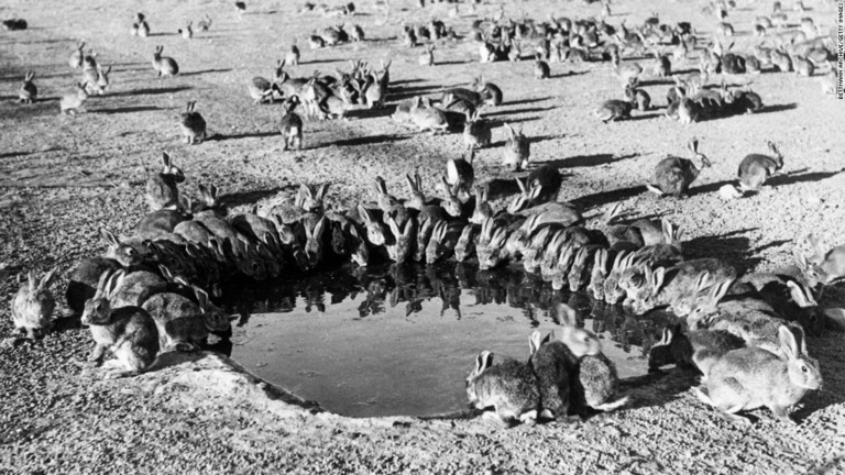 水を一斉にのむ野ウサギ/Bettmann Archive/Getty Images
