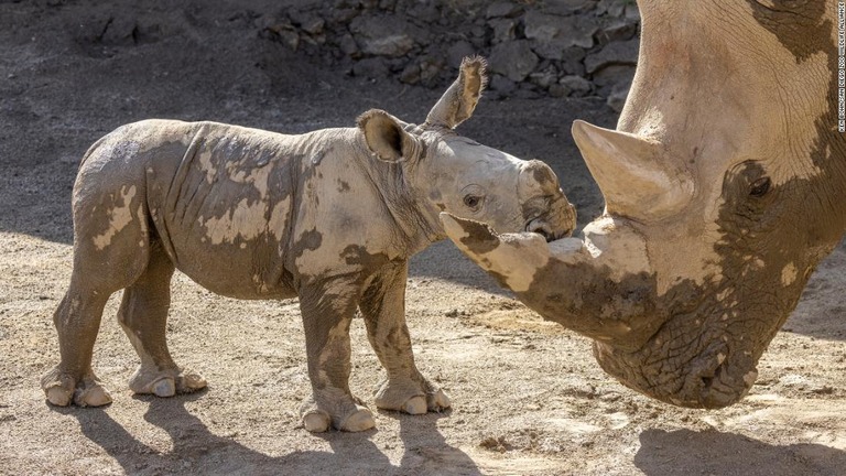 米サンディエゴ動物園でミナミシロサイのオスの赤ちゃんが誕生した/Ken Bohn/San Diego Zoo Wildlife Alliance