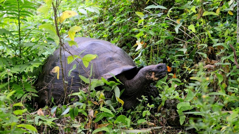 南米エクアドルのガラパゴス諸島で生息する絶滅危惧種のゾウガメ/Wolfgang Kaehler/LightRocket via Getty Images