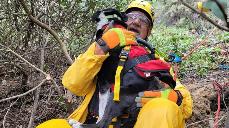 峡谷に落ち、身動きの取れなくなった犬を救助隊が４時間がかりで救出した/San Diego Humane Society