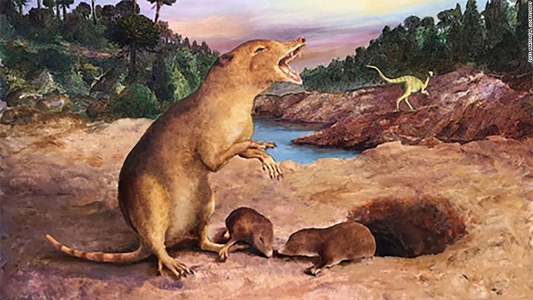 ２億２５００万年前に生息していた世界最古の哺乳類「Ｂｒａｓｉｌｏｄｏｎ　ｑｕａｄｒａｎｇｕｌａｒｉｓ」のイメージ/2022 Anatomical Society/Wiley
