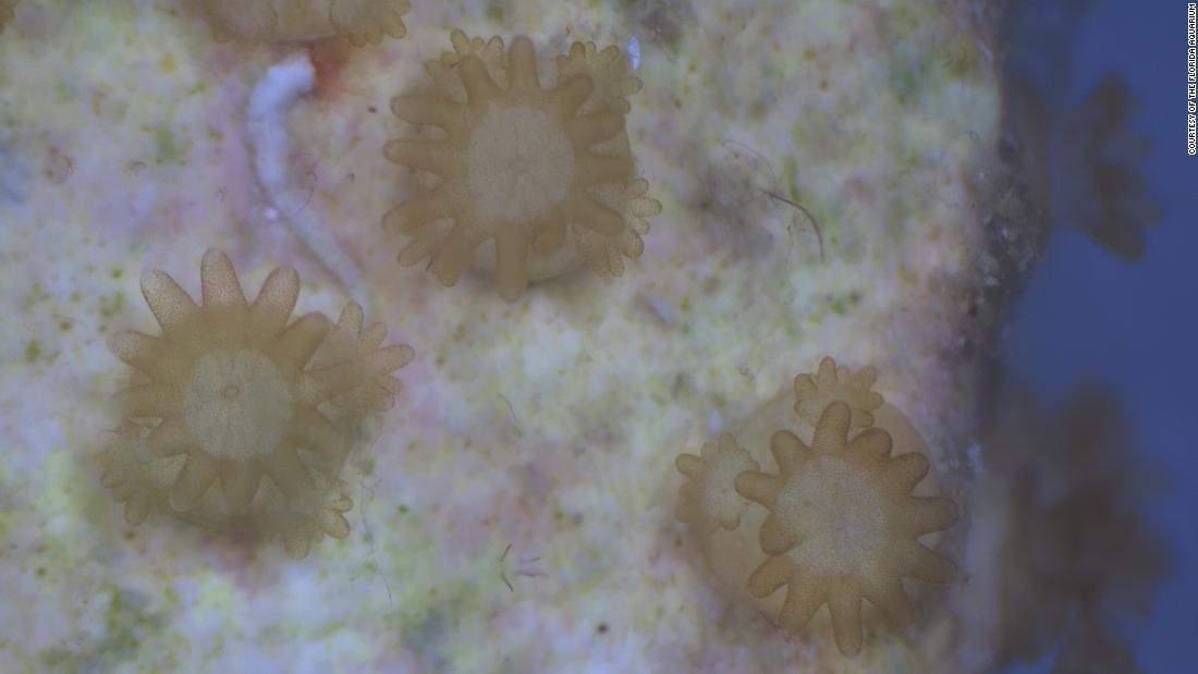 フロリダ水族館で生まれた赤ちゃんサンゴの顕微鏡画像/Courtesy of The Florida Aquarium