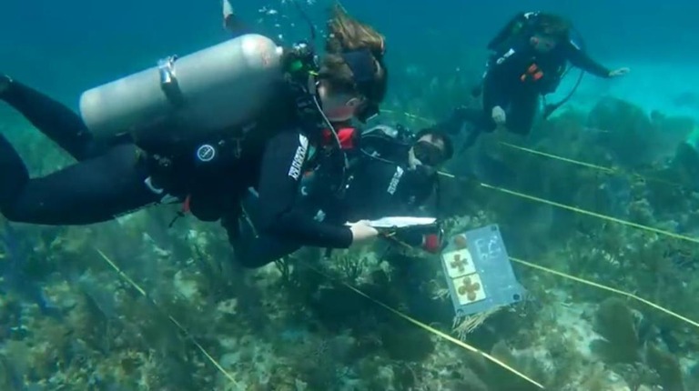 サンゴは病気や海水温度の上昇などの脅威にさらされている/Courtesy of The Florida Aquarium