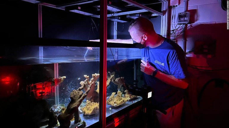 水族館で新たに生まれたサンゴに対応する研究者/Courtesy of The Florida Aquarium