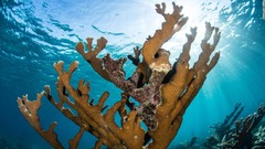 科学者が快挙、カリブ海サンゴの産卵に成功　絶滅阻止に間に合うか　CNN EXCLUSIVE