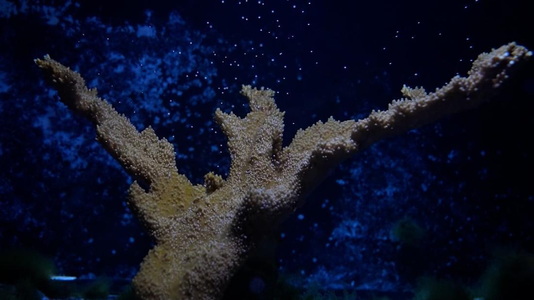 エルクホーンサンゴが産卵する様子/Courtesy of The Florida Aquarium