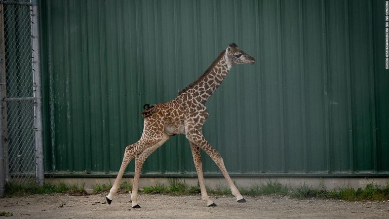 マサイキリンの赤ちゃん誕生、「奇跡の子」と喜びの声 米動物園 - CNN