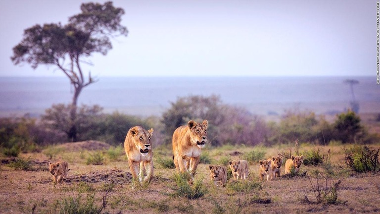 日没近いケニアのマサイマラ国立保護区を連れ立って歩くライオンの母子ら/Vicki Jauron/Babylon and Beyond/Moment RF/Getty Images