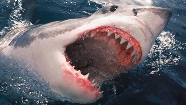 豪ビクトリア州沿岸でホホジロザメが海上に顔を出す。格闘するなら狙うのは危険な口ではなくその後ろのえらだ/Kelvin Aitken/VWPics/AP