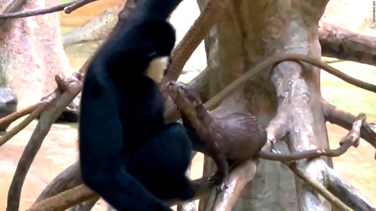 動物園で住みかを同じくするテナガザルに対し、興味津々で近づくカワウソ/Brookfield Zoo