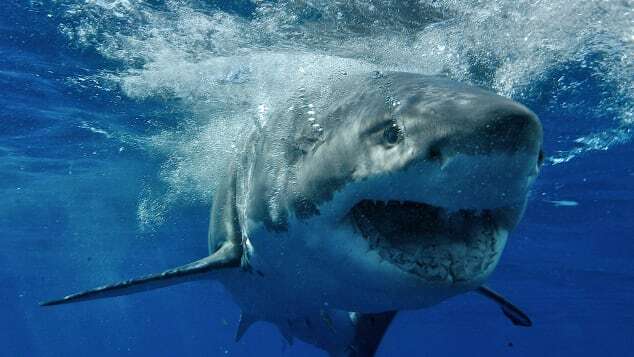 メキシコ・グアダルーペ島沖を泳ぐホホジロザメ。同島は世界でも有数のホホジロザメの生息地として知られる/Kike Calvo/AP