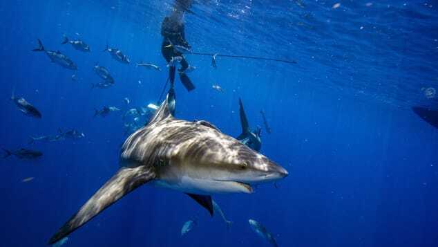 サメの至近距離でダイビングを行うフロリダ州ジュピターのエコツーリズム/Joseph Prezioso/Anadolu Agency/Getty Images