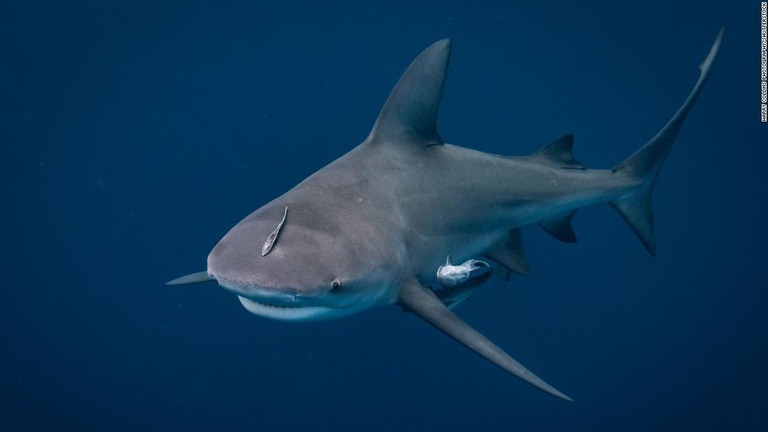 米フロリダ州ジュピターの沿岸を泳ぐオオメジロザメ/Harry Collins Photography/Shutterstock