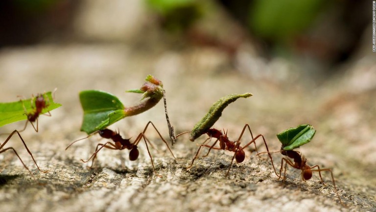 新たな研究結果によると、地球上には２京匹のアリが存在する/Paul Souders/Stone RF/Getty Images