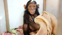 チンパンジーの赤ちゃん３頭誘拐、身代金要求　コンゴ
