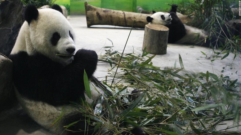 ジャイアントパンダのトゥアン・トゥアンとユアン・ユアン＝２００９年１月２６日、台北動物園/AFP/Getty Images