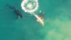 シャチの群れがホホジロザメを捕食、初めて映像撮影
