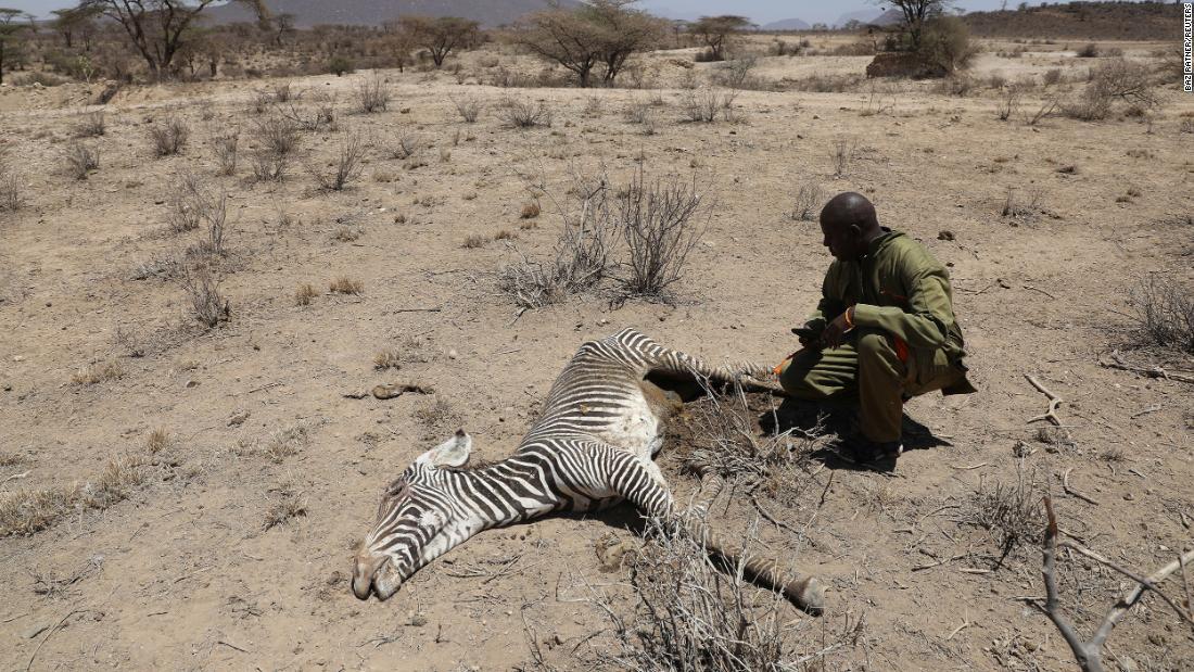 グレビーシマウマの死骸＝９月２３日、ケニア・サンブル国立公園/Baz Ratner/Reuters