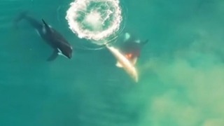 シャチの群れがホホジロザメを捕食、映像撮影