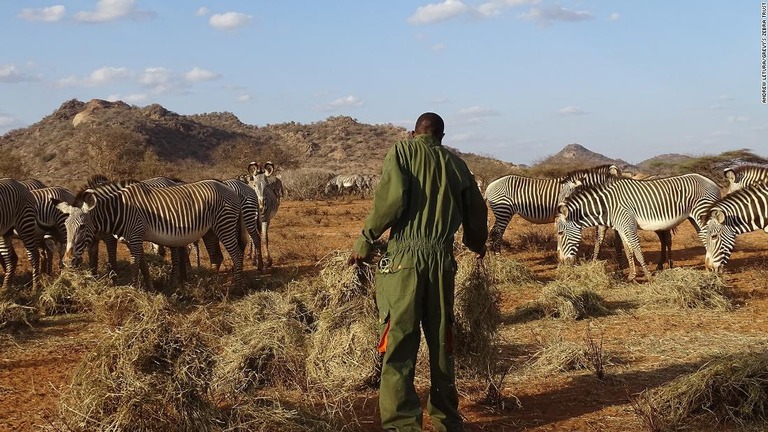 シマウマに干し草を提供する人＝ケニア北部/Andrew Letura/Grevy's Zebra Trust