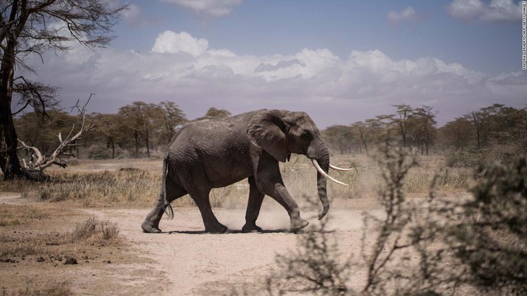 保護区付近の川へ向かうゾウ＝９月２５日、ケニア・カジアド/Fredrik Lerneryd/AFP/Getty Images