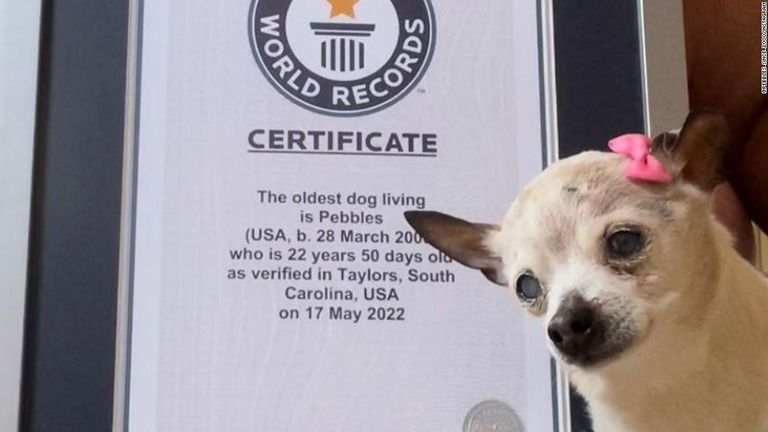 世界最高齢の犬としてギネス認定された「ぺブル」が２２歳で死んだことが分かった/@Pebbles_Since_2000/Instagram