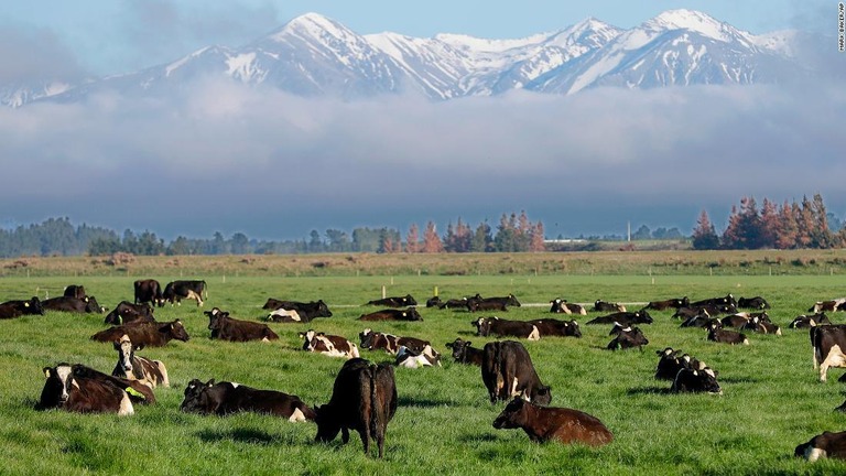ニュージーランドの家畜によるメタンガス排出に対し農家に課税する提案が１１月に終了予定の協議にかけられることがわかった/Mark Baker/AP