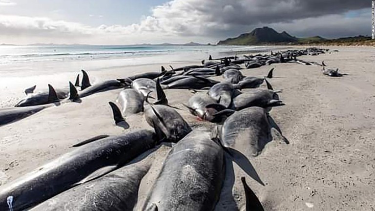 チャタム諸島に打ち上げられたゴンドウクジラ＝８日/Courtesy Tamzin Henderson