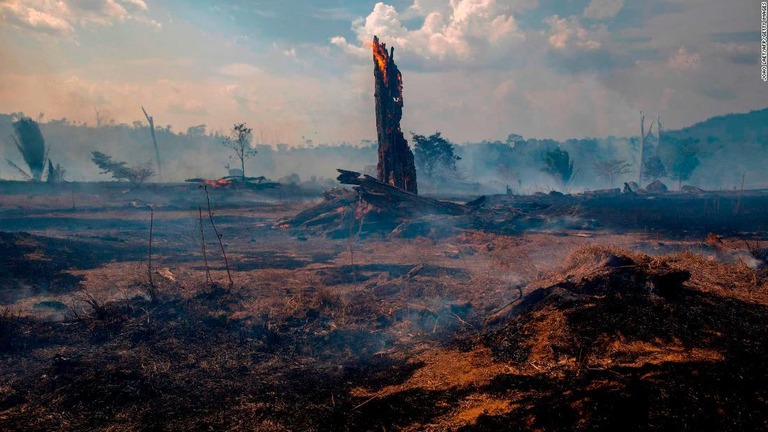 気候変動により生態系が破壊され野生生物の個体群が減少している/João Laet/AFP/Getty Images