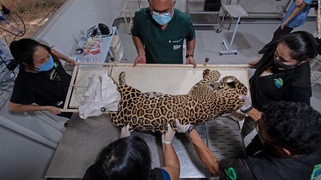 ブラジルでジャガーを調べる研究者ら/Carl De Souza/AFP/Getty Images