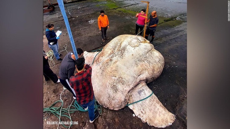 マンボウはフォークリフトで慎重に持ち上げられて計測された
/Atlantic Naturalist.ORG