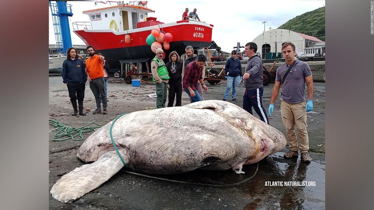 アゾレス諸島で発見された２７４４キロの巨大マンボウ/Atlantic Naturalist.ORG