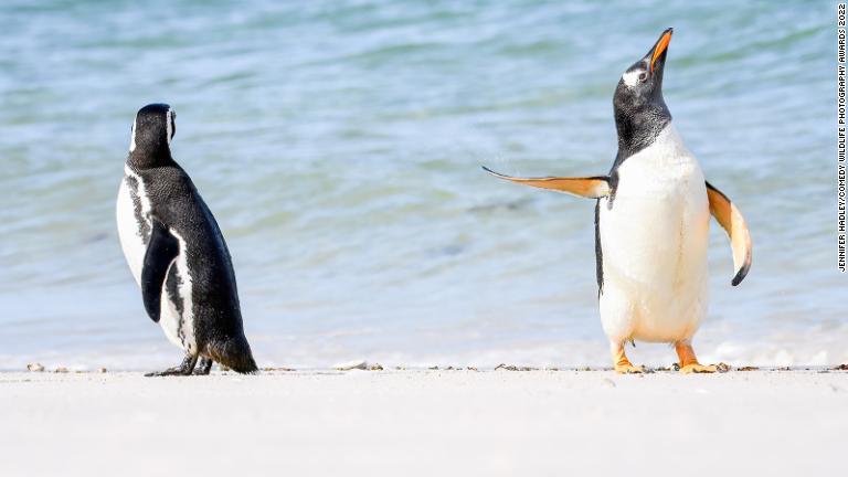 ジェンツーペンギンは連れにつれない＝フォークランド諸島/Jennifer Hadley/Comedy Wildlife Photography Awards 2022
