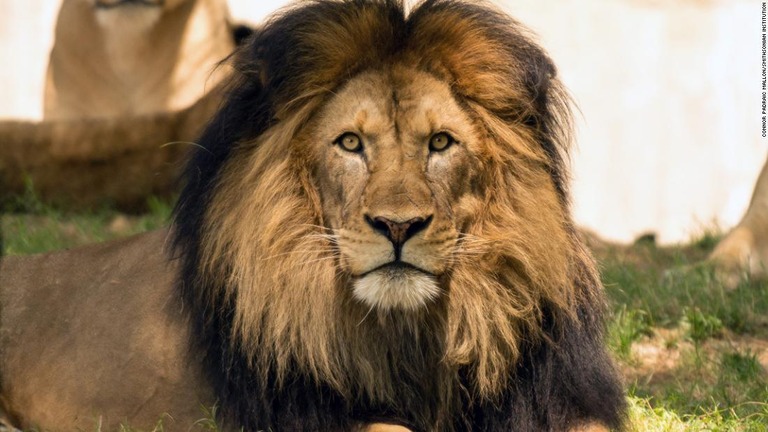 アフリカライオンの「ルーク」が死んだことがわかった/Connor Padraic Mallon/Smithsonian Institution