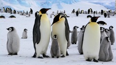 コウテイペンギン、気候変動で絶滅の危機　米が保護種に指定