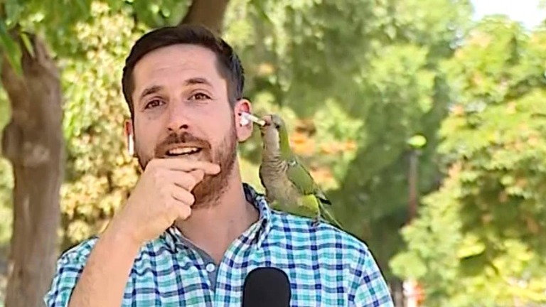 南米チリの記者が放送中に、インコにイヤホンを盗まれる出来事があった
