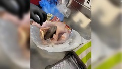 生の鶏肉に詰め込んだ銃、空港保安検査で発見　米フロリダ州