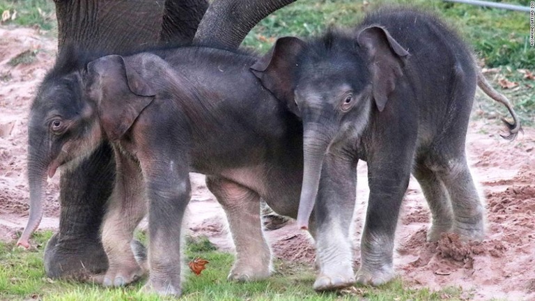 米ニューヨーク州の動物園で、極めて珍しい双子のゾウの赤ちゃんが誕生した/Rosamond Gifford Zoo