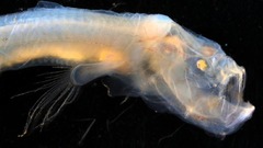 深海生物の新種を発見、異形の「モンスター」たち　インド洋