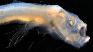 オーストラリアの研究チームがインド洋の深海で新種の生物を複数発見した