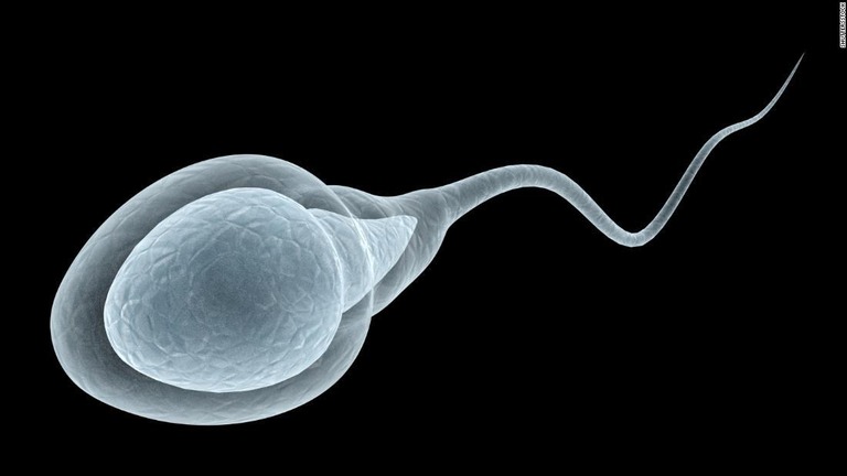 世界的な精子の数が過去５０年間で５０％あまり減少したとの研究が発表された/Shutterstock