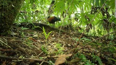 絶滅と思われた希少種のハト、１４０年ぶりに発見　パプアニューギニア
