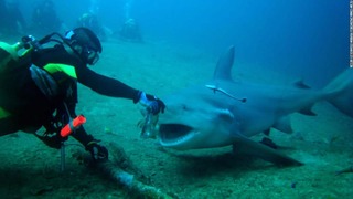 キューバで、サメを観光資源として活用しようとする取り組みが進んでいる