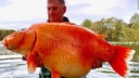 重さ３０キロの「巨大金魚」、２５分の格闘で釣り上げ　フランス