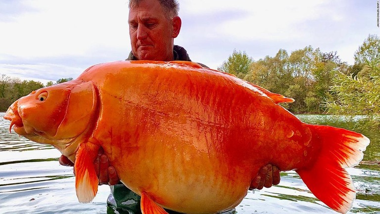 自らつり上げた重さ３０キロの巨大魚「キャロット」を抱えるアンディ・ハケットさん/JasonCowler/BNPS