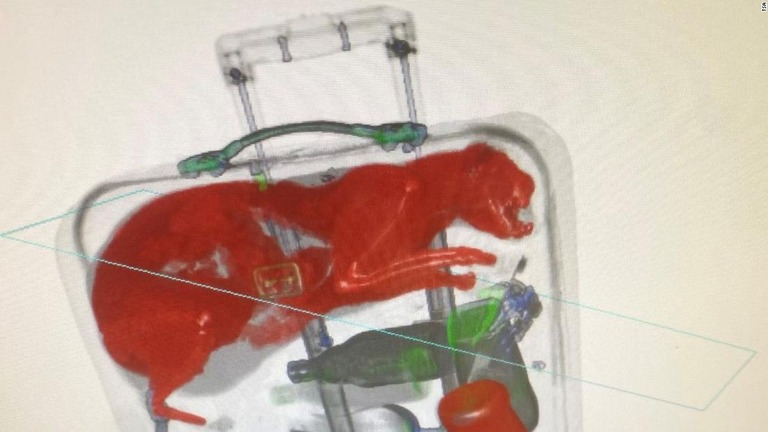 スーツケースに閉じ込められた猫、空港の保安検査で発見 米ＮＹ - CNN.co.jp