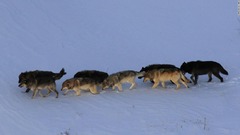 寄生虫の「マインドコントロール」が影響か、群れを離れるオオカミ　米研究
